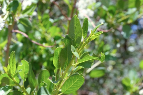 Image of Ceanothus palmeri by (c) Madeleine Claire, some rights reserved (CC BY)