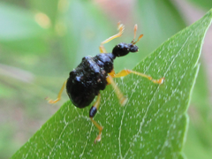 Phymatapoderus flavimanus