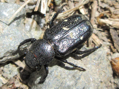 Clinterocera scabrosa