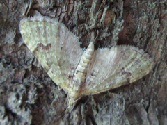 Chloroclystis v-ata