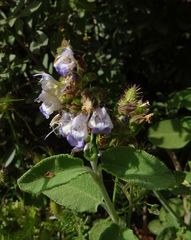 Salvia fruticosa