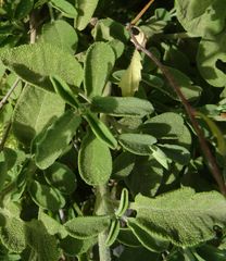 Salvia fruticosa