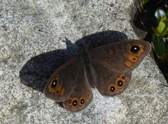 Lasiommata petropolitana