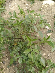 Bituminaria