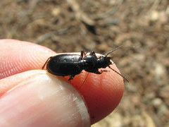 Pterostichus pensylvanicus