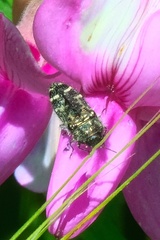 Acmaeodera connexa