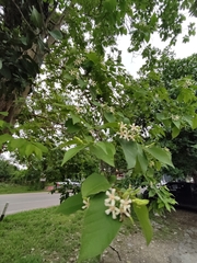 Wrightieae
