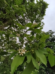 Wrightieae