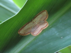 Drapetodes