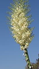 Hesperoyucca whipplei