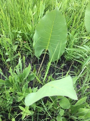 Silphium terebinthinaceum