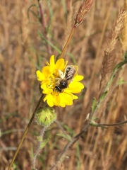 Lasioglossum titusi