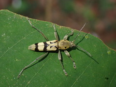 Chlorophorus signaticollis