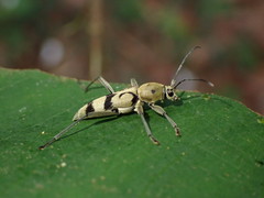 Chlorophorus signaticollis