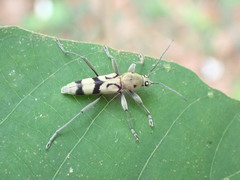 Chlorophorus signaticollis