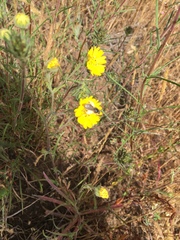 Lasioglossum titusi