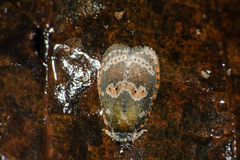 Cnesteboda celligera