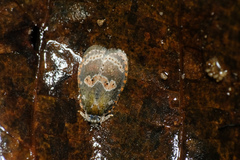 Cnesteboda celligera