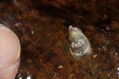 Cnesteboda celligera