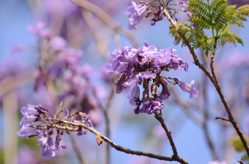 Jacaranda mimosifolia - Whole tree