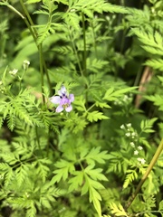 Delphinium anthriscifolium