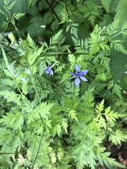 Delphinium anthriscifolium