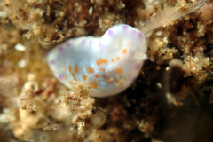 Chromodoris ambigua