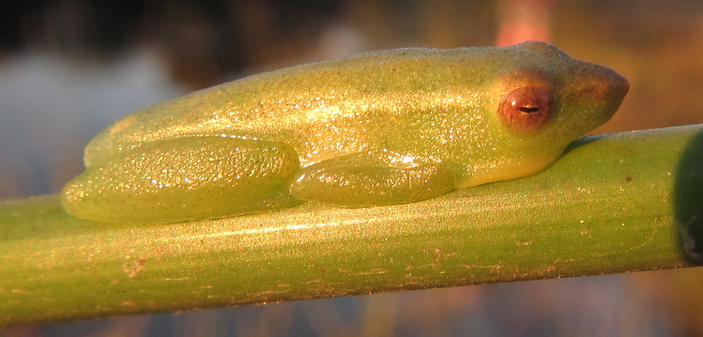 Benguella Reed Frog