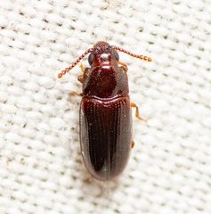 Pharaxonotha kirschii