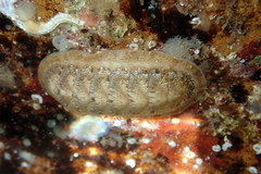 Ischnochiton cariosus