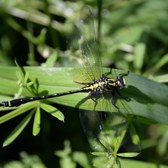 Asiagomphus melaenops