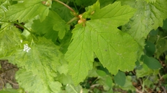 Pediaspis aceris