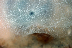 Phlebobranchia