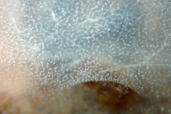 Phlebobranchia