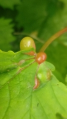 Pediaspis aceris