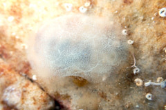 Phlebobranchia