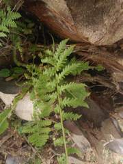 Polypodiopsida