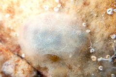 Phlebobranchia