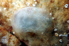 Phlebobranchia