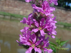 Lythrum salicaria