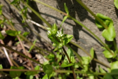 Stellaria ruderalis