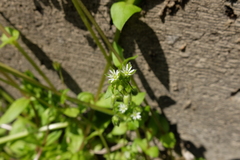 Stellaria ruderalis
