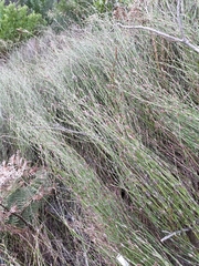 Restio quinquefarius