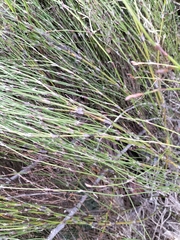 Restio quinquefarius