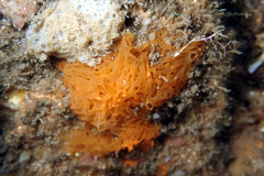 Clathrina