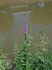 Lythrum salicaria