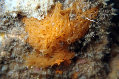 Clathrina