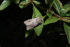 Orthosia incerta