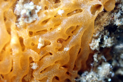 Clathrina