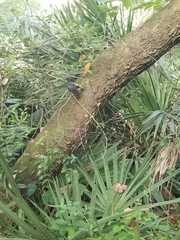 Dumetella carolinensis image